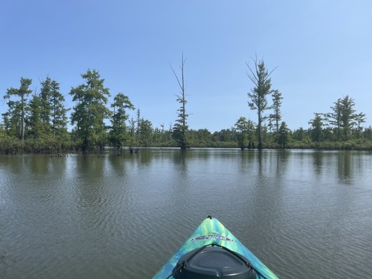 Cache River State Natural Area by null