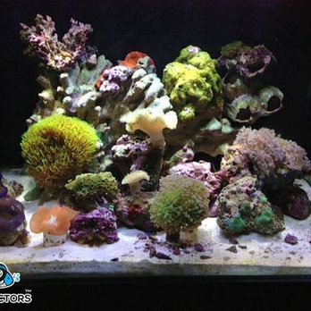 Reef Doctors - Aquarium Services Near Me