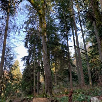 Deer Creek Park - An owl to watch over walkers and those who sit to rest. - Parks Near Me - Woodway, Washington Deer Creek Park - An owl to watch over walkers and those who sit to rest. - Parks Near Me - Woodway, Washington