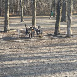 Grist Mill Dog Park