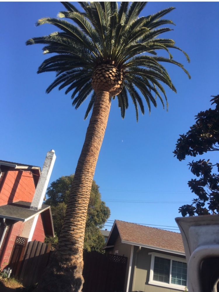 Vasquez Tree Specialists & Landscaping - tree service in San Jose, CA