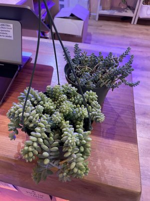 The Mellow Mission by null