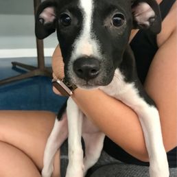 Puppy Puppy
