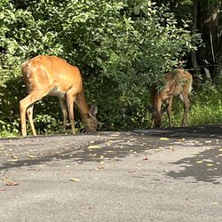 The Woods - Deer everywhere