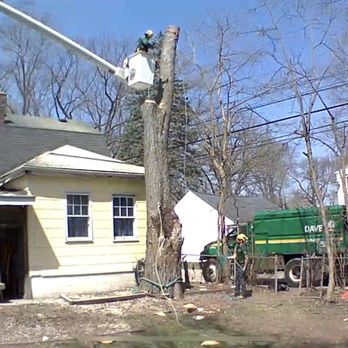 The Davey Tree Expert Company - Davey crew working away at my tree - Tree Services Near Me - Chesterfield, Michigan