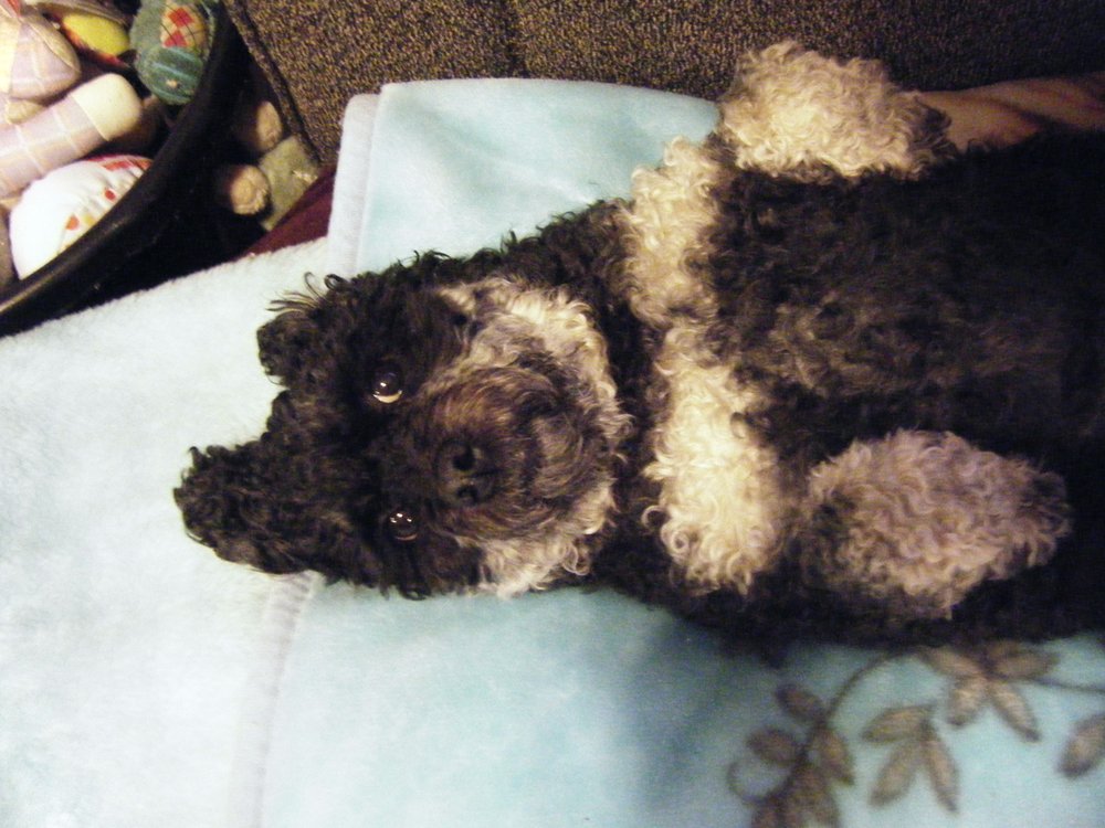 LAKEWOOD VETERINARY HOSPITAL 10 Photos & 21 Reviews 7307 Steilacoom