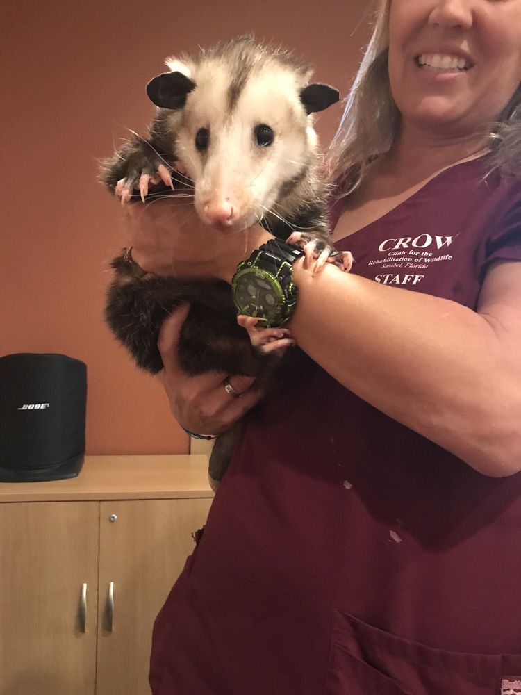 C.R.O.W. CLINIC FOR THE REHABILITATION OF WILDLIFE Updated