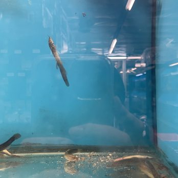 Super Pets - Dead fishes - Pet Stores Near Me - Temple City, California Super Pets - Dead fishes - Pet Stores Near Me - Temple City, California