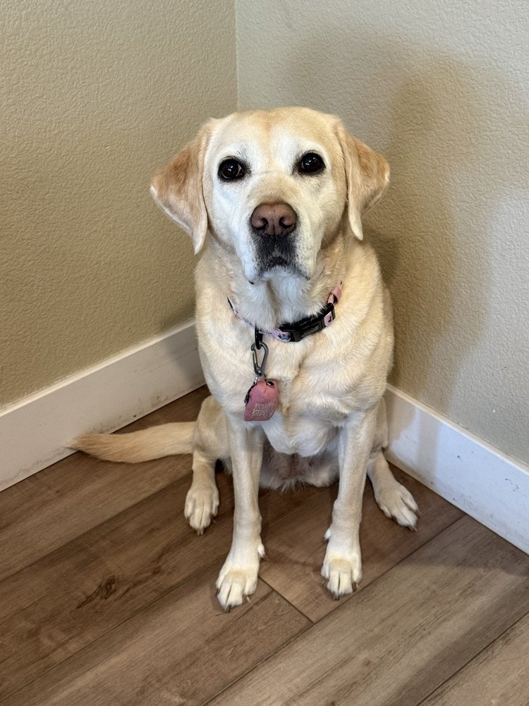 POSH PAWS GROOMING - ROSEVILLE - Updated April 2026 - 39 Photos & 35 ...