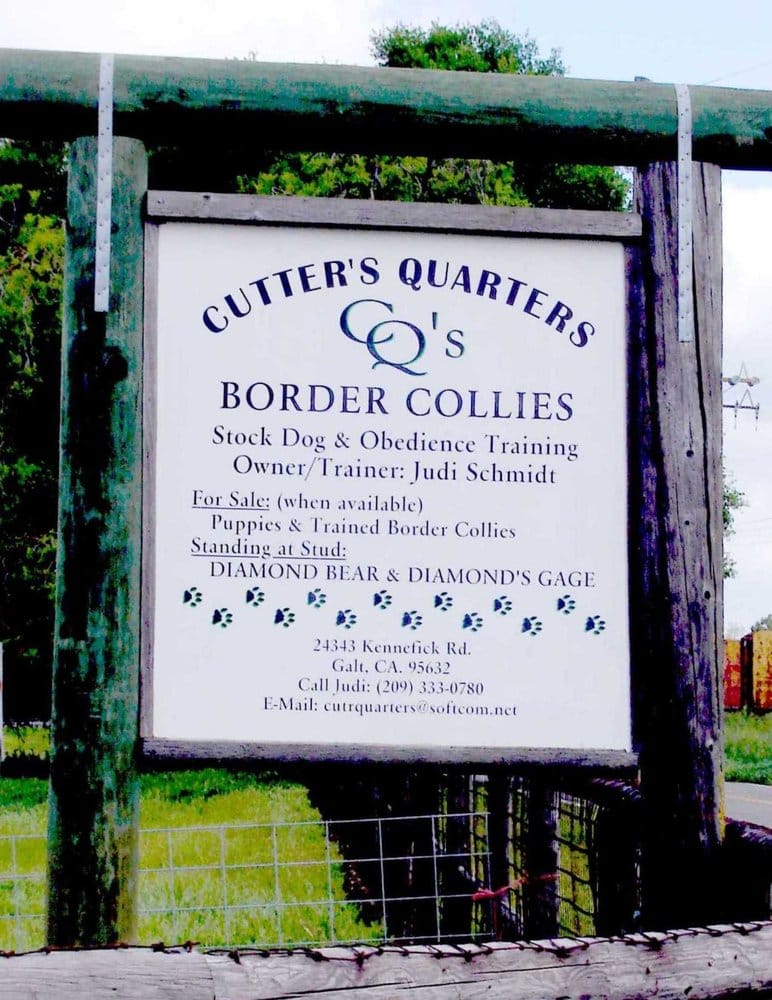 CUTTERS QUARTERS BORDER COLLIES & JUDI SCHMIDT Updated September 2024