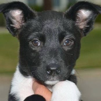 Action Pack - Round Rock - Pet Training Near Me - Round Rock, Texas
