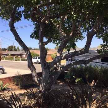 Central City Tree Service - Avocado tree - Landscaping Near Me - Santa Maria, California Central City Tree Service - Avocado tree - Landscaping Near Me - Santa Maria, California