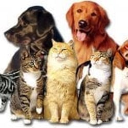 Southside Pet Hospital