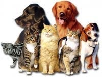 Southside Pet Hospital - pet boarding facility in Olathe, KS