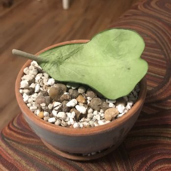 The Cactus King - Nurseries & Gardening Near Me - Houston, Texas
