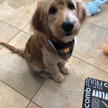 Jasmine Pet Grooming - Pet Groomers Near Me - Brea, California