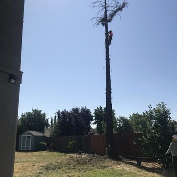 Greenwood Tree Service - Tree Services Near Me - Sacramento, California Greenwood Tree Service - Tree Services Near Me - Sacramento, California