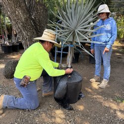 Palm Plantation - 15 gal bizzy secured ! The worker did an awesome job at loading in the palm (no damage was done to the plant) & no mess in the car !