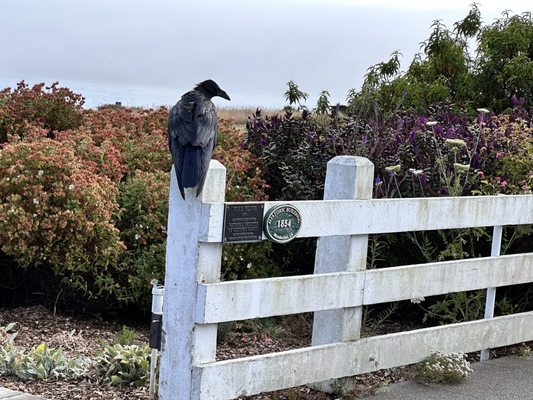 Mendocino by null