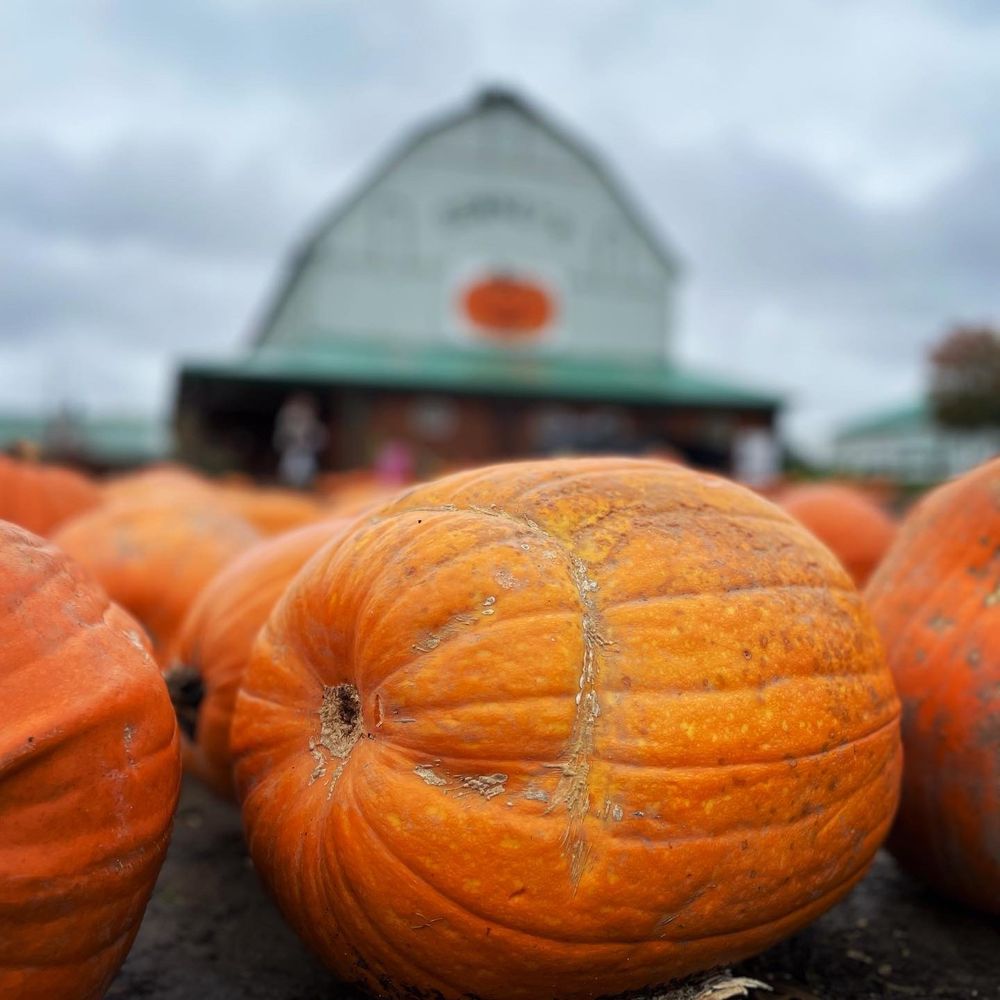 DOWNEY’S FARM MARKET 145 Photos & 41 Reviews Farmers' Market