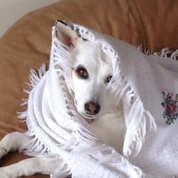 PetSafe Village - Lady Doodlebug blending into her fav blanket after a long sudsy wash.