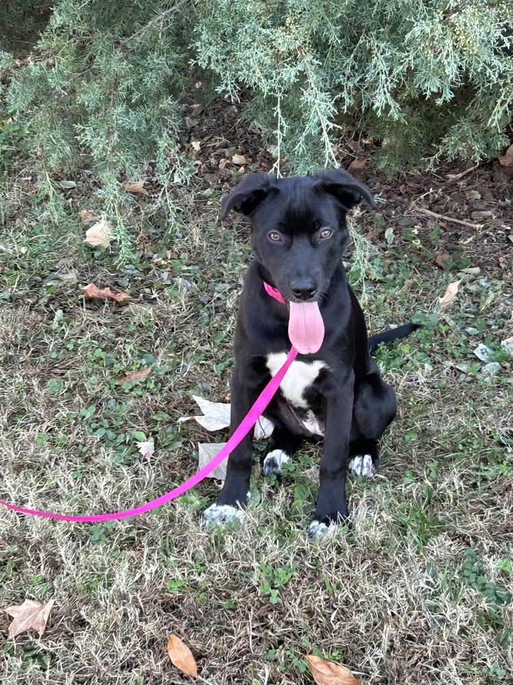 IREDELL COUNTY ANIMAL CONTROL Updated September 2024 430 Bristol Dr