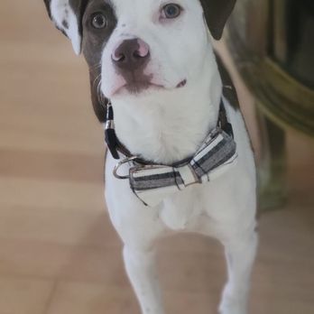 The Dogmother - Pet Training Near Me - Peabody, Massachusetts