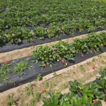 Granny Mays Strawberry Farm - Pick Your Own Farms Near Me - Granite Bay, California Granny Mays Strawberry Farm - Pick Your Own Farms Near Me - Granite Bay, California