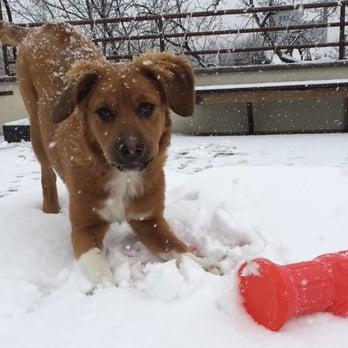 Stray From The Heart - You wouldn't know Macy is from Puerto Rico... she loves the snow! - Animal Shelters Near Me Stray From The Heart - You wouldn't know Macy is from Puerto Rico... she loves the snow! - Animal Shelters Near Me