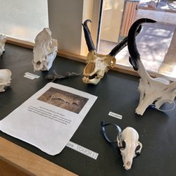 Buenos Aires National Wildlife Refuge - Wildlife skeletons