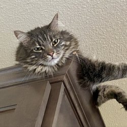 Planet Dog Walking & Cat Sitting - Leo Hugo Lucciano