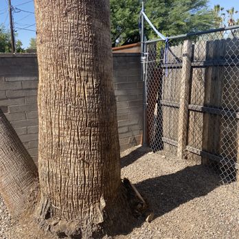 Sobrinos Maintenance - After removal if baby palms - Tree Services Near Me Sobrinos Maintenance - After removal if baby palms - Tree Services Near Me