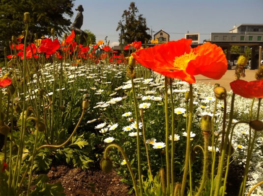 Kyoto Botanical Gardens by null