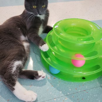 Kitty Bubble Cafe & Bar - Cafes Near Me - Columbus, Ohio