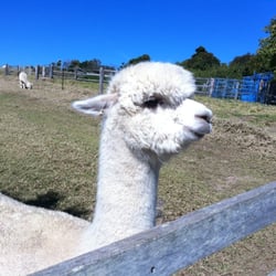 Mount View Alpaca Farm