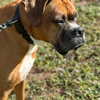 Gentle Pet Crossing - Pet Cremation Services Near Me - Lake Worth, Florida Gentle Pet Crossing - Pet Cremation Services Near Me - Lake Worth, Florida