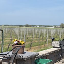 Crow Farm & Vineyard