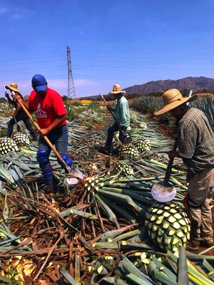 The Agave Experience by null