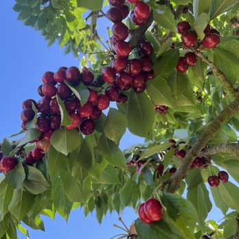 Harris Orchards - Pick Your Own Farms Near Me - Ripon, California