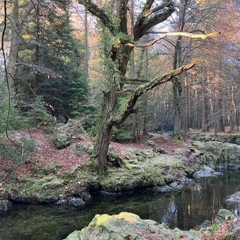 Tollymore Forest Park - Rivière - Parks Near Me - Newcastle, DOW Tollymore Forest Park - Rivière - Parks Near Me - Newcastle, DOW