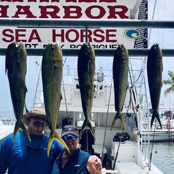 Sea Horse Charters - Some of our catch for the day. - Fishing Near Me - Islamorada, Florida Sea Horse Charters - Some of our catch for the day. - Fishing Near Me - Islamorada, Florida