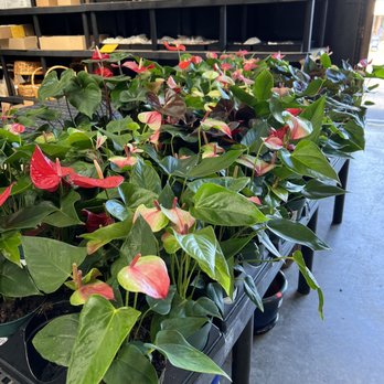 Koolau Farmers - Beautiful Anthurium plants - Home & Garden Near Me - Kaneohe, Hawaii Koolau Farmers - Beautiful Anthurium plants - Home & Garden Near Me - Kaneohe, Hawaii