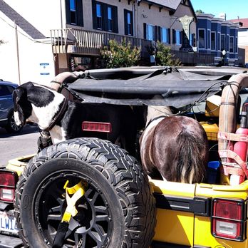 Silver Peso Bar - Yes believe it or not that is a horse and a dog in the back of a Jeep outside of the silver peso - Dive Bars Near Me - Larkspur, California Silver Peso Bar - Yes believe it or not that is a horse and a dog in the back of a Jeep outside of the silver peso - Dive Bars Near Me - Larkspur, California