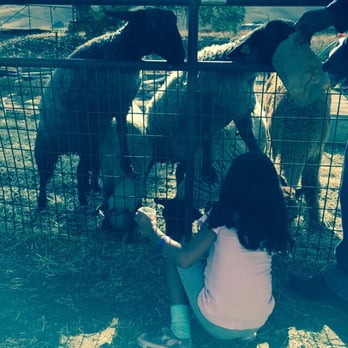 Joan's Farm & Pumpkin Patch - Both kids and adults love to feed the many animals on the farm - they have sheep, goats, alpacas and even a donkey! - Pumpkin Patches Near Me - Livermore, California