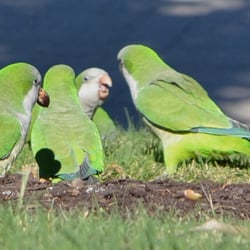The Wild Parrots of East Austin - Part of a flock of approx. 30 birds, Wed. 27 November 2013. Near Mueller Dev. Home Depot, E. 51st St.