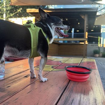 Hopsquad Brewing - Dog friendly - Breweries Near Me - Austin, Texas
