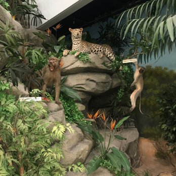 Rosenbruch Wildlife Museum - Museums Near Me - St. George, Utah Rosenbruch Wildlife Museum - Museums Near Me - St. George, Utah