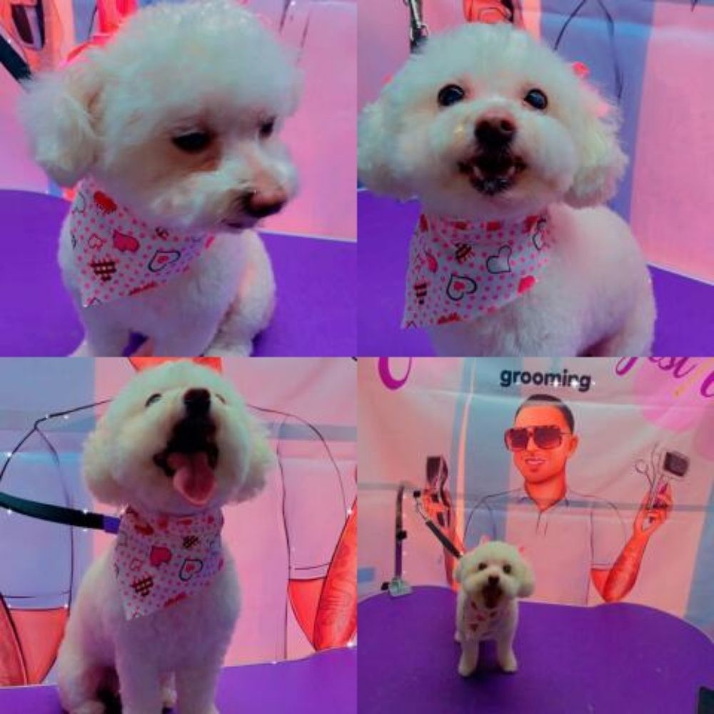 EDDIE’S MAJESTIC GROOMING 22 Photos Los Angeles, California Pet