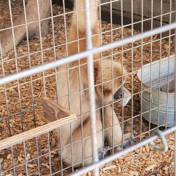 Franklin Drive Thru Safari - Petting Zoos Near Me - Franklin, Texas Franklin Drive Thru Safari - Petting Zoos Near Me - Franklin, Texas