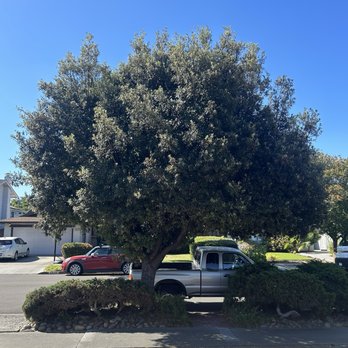 Zazueta Tree Specialists - Tree Services Near Me Zazueta Tree Specialists - Tree Services Near Me